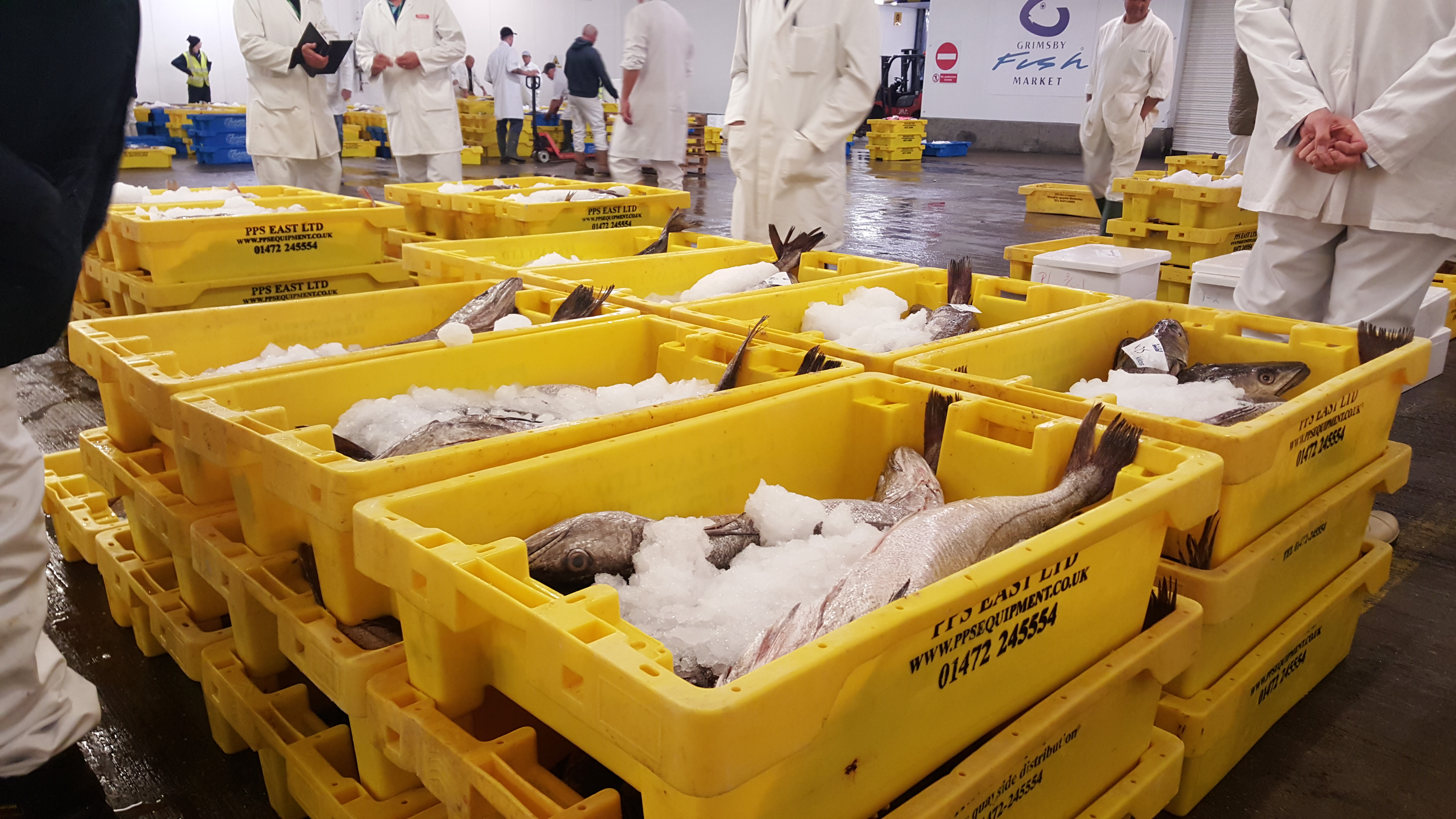 Fresh fish at a market counter
