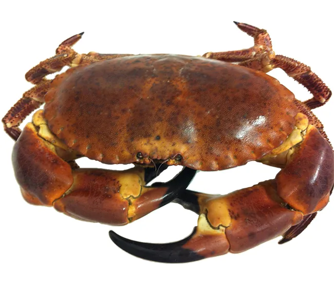 Whole brown crab viewed from above