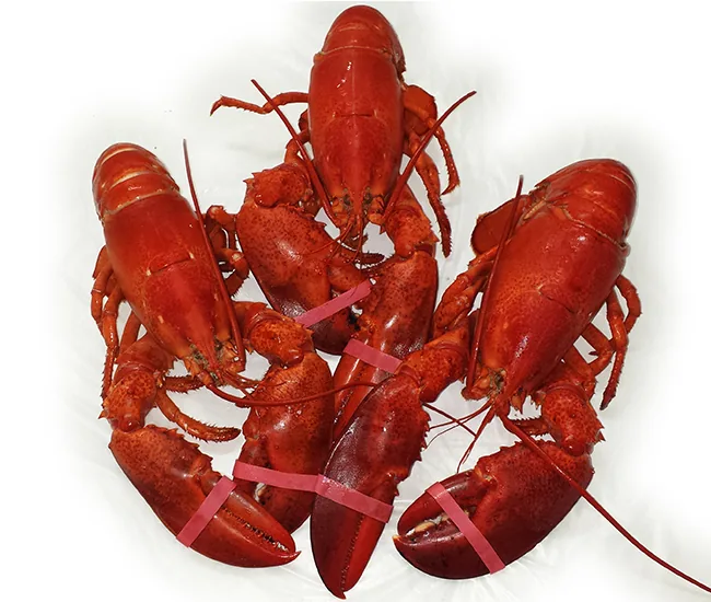 Three red cooked lobsters