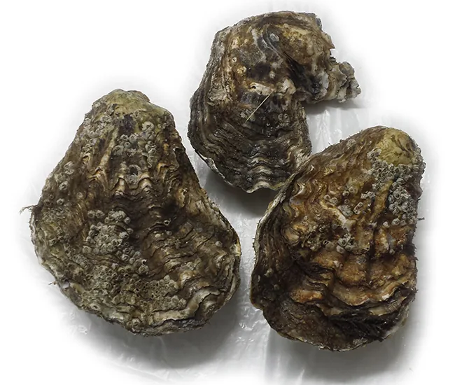 Three oysters in their rough shells